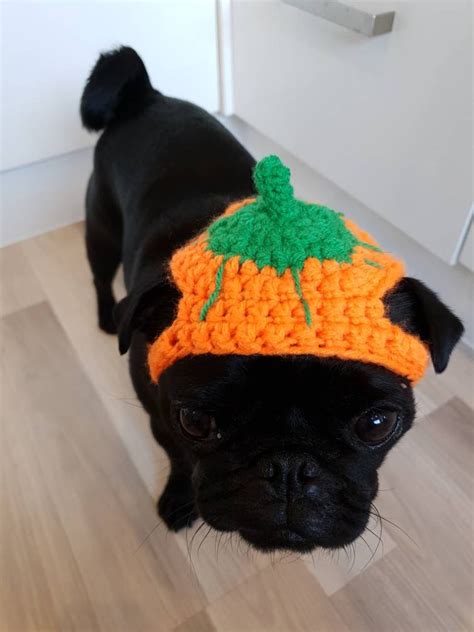 dog pumpkin hat|pumpkin hat for dog.